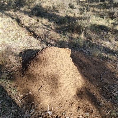 Nasutitermes exitiosus (Snouted termite, Gluegun termite) at Watson, ACT - 29 May 2024 by AaronClausen