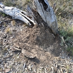 Nasutitermes exitiosus (Snouted termite, Gluegun termite) at Watson, ACT - 30 May 2024 by AaronClausen