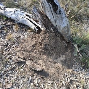 Nasutitermes exitiosus at Watson, ACT - 30 May 2024