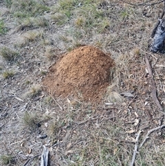 Nasutitermes exitiosus (Snouted termite, Gluegun termite) at Hackett, ACT - 30 May 2024 by AaronClausen