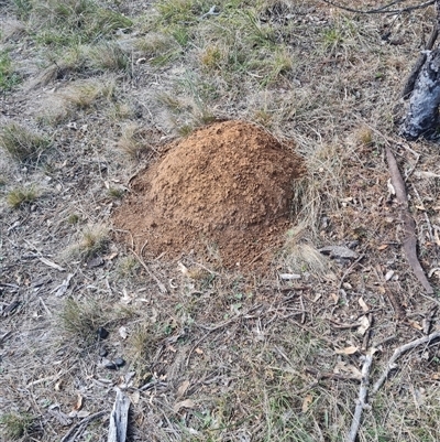 Nasutitermes exitiosus (Snouted termite, Gluegun termite) at Hackett, ACT - 30 May 2024 by AaronClausen