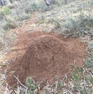 Nasutitermes exitiosus at Watson, ACT - suppressed