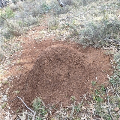 Nasutitermes exitiosus (Snouted termite, Gluegun termite) at Watson, ACT - 30 May 2024 by AaronClausen