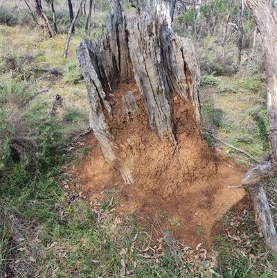 Nasutitermes exitiosus (Snouted termite, Gluegun termite) at Hackett, ACT - 30 May 2024 by AaronClausen