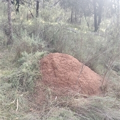 Nasutitermes exitiosus (Snouted termite, Gluegun termite) at Campbell, ACT - 30 May 2024 by AaronClausen