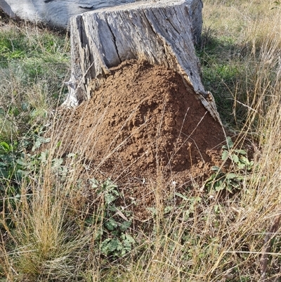 Nasutitermes exitiosus (Snouted termite, Gluegun termite) at Hackett, ACT - 30 May 2024 by AaronClausen