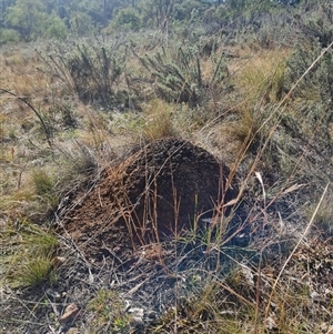 Nasutitermes exitiosus at Hackett, ACT - suppressed