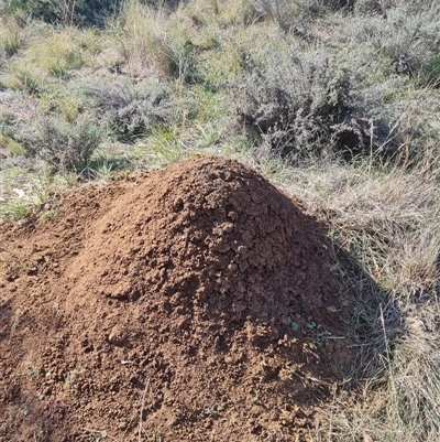 Nasutitermes exitiosus (Snouted termite, Gluegun termite) at Hackett, ACT - 30 May 2024 by AaronClausen