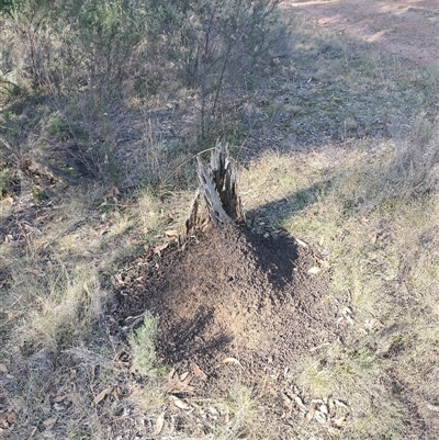 Nasutitermes exitiosus (Snouted termite, Gluegun termite) at Pialligo, ACT - 30 May 2024 by DonFletcher