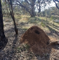 Nasutitermes exitiosus (Snouted termite, Gluegun termite) at Pialligo, ACT - 30 May 2024 by AaronClausen