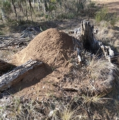 Nasutitermes exitiosus (Snouted termite, Gluegun termite) at Watson, ACT - 30 May 2024 by AaronClausen