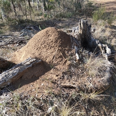 Nasutitermes exitiosus (Snouted termite, Gluegun termite) at Watson, ACT - 30 May 2024 by AaronClausen