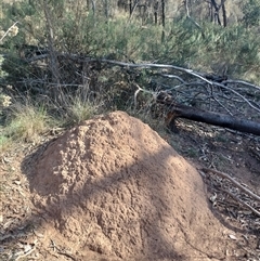 Nasutitermes exitiosus (Snouted termite, Gluegun termite) at Campbell, ACT - 30 May 2024 by AaronClausen