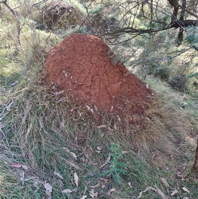 Nasutitermes exitiosus (Snouted termite, Gluegun termite) at Hackett, ACT - 30 May 2024 by AaronClausen