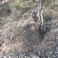 Nasutitermes exitiosus (Snouted termite, Gluegun termite) at Watson, ACT - 30 May 2024 by AaronClausen