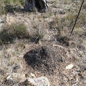 Nasutitermes exitiosus at Watson, ACT - suppressed