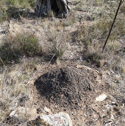 Nasutitermes exitiosus (Snouted termite, Gluegun termite) at Watson, ACT - 30 May 2024 by DonFletcher