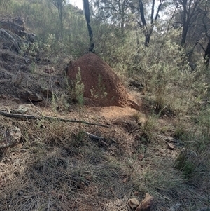 Nasutitermes exitiosus at Campbell, ACT - 30 May 2024