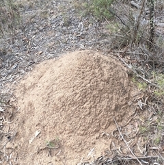 Nasutitermes exitiosus (Snouted termite, Gluegun termite) at Watson, ACT - 30 May 2024 by AaronClausen