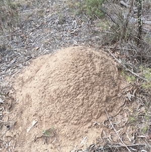 Nasutitermes exitiosus at Watson, ACT - 30 May 2024