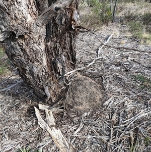 Nasutitermes exitiosus at Watson, ACT - suppressed