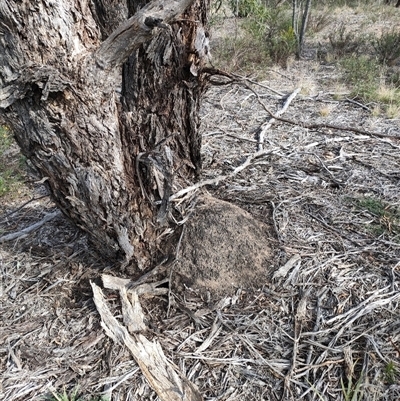 Nasutitermes exitiosus (Snouted termite, Gluegun termite) at Watson, ACT - 30 May 2024 by AaronClausen