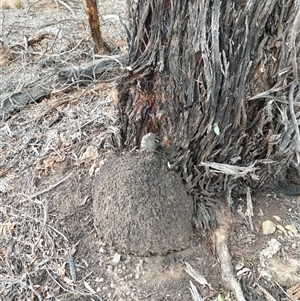 Nasutitermes exitiosus at Watson, ACT - 30 May 2024