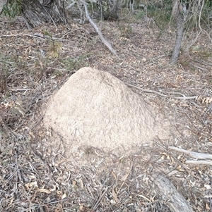 Nasutitermes exitiosus at Watson, ACT - suppressed