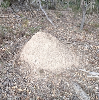 Nasutitermes exitiosus (Snouted termite, Gluegun termite) at Watson, ACT - 30 May 2024 by AaronClausen