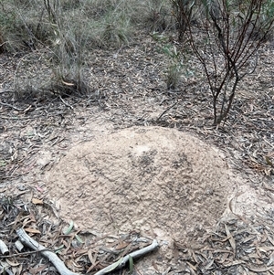 Nasutitermes exitiosus at Aranda, ACT - 30 May 2024