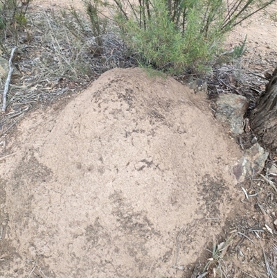 Nasutitermes exitiosus (Snouted termite, Gluegun termite) at Watson, ACT - 30 May 2024 by AaronClausen