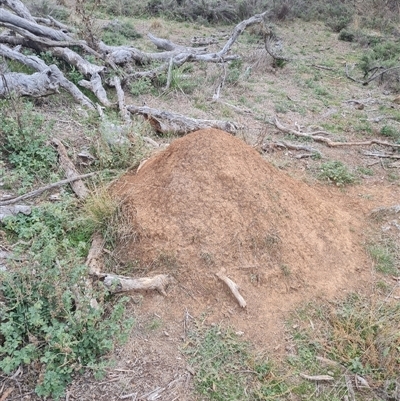 Nasutitermes exitiosus (Snouted termite, Gluegun termite) at Hackett, ACT - 30 May 2024 by AaronClausen