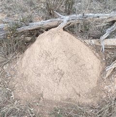 Nasutitermes exitiosus (Snouted termite, Gluegun termite) at Watson, ACT - 30 May 2024 by AaronClausen