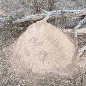 Nasutitermes exitiosus at Watson, ACT - suppressed