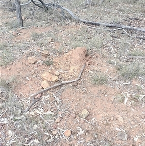 Nasutitermes exitiosus at Campbell, ACT - suppressed