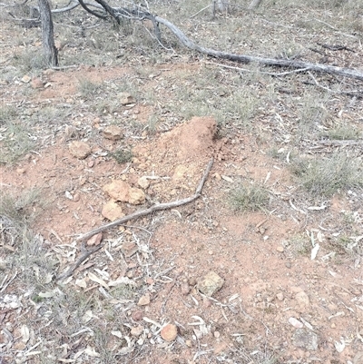 Nasutitermes exitiosus (Snouted termite, Gluegun termite) at Campbell, ACT - 30 May 2024 by AaronClausen