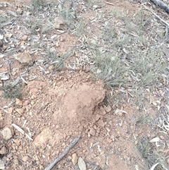 Nasutitermes exitiosus at Campbell, ACT - suppressed