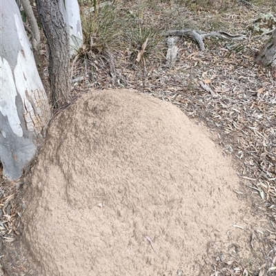 Nasutitermes exitiosus (Snouted termite, Gluegun termite) at Watson, ACT - 30 May 2024 by AaronClausen