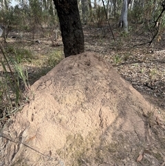 Nasutitermes exitiosus (Snouted termite, Gluegun termite) at Aranda, ACT - 30 May 2024 by AaronClausen