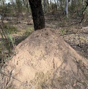 Nasutitermes exitiosus at Aranda, ACT - 30 May 2024