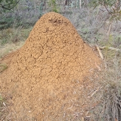 Nasutitermes exitiosus (Snouted termite, Gluegun termite) at Hackett, ACT - 30 May 2024 by AaronClausen