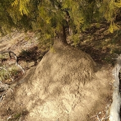 Nasutitermes exitiosus (Snouted termite, Gluegun termite) at Kenny, ACT - 30 May 2024 by AaronClausen