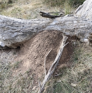 Nasutitermes exitiosus at Kenny, ACT - suppressed