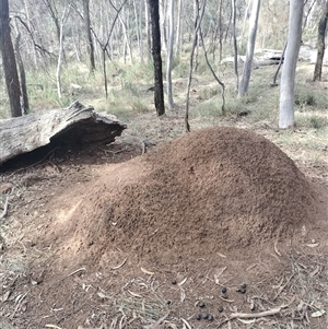 Nasutitermes exitiosus at Campbell, ACT - suppressed