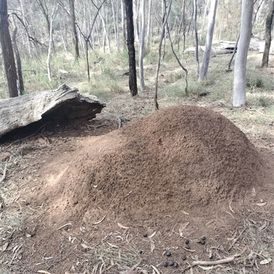 Nasutitermes exitiosus (Snouted termite, Gluegun termite) at Campbell, ACT - 30 May 2024 by AaronClausen