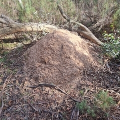 Nasutitermes exitiosus (Snouted termite, Gluegun termite) at Hackett, ACT - 30 May 2024 by AaronClausen