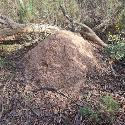 Nasutitermes exitiosus (Snouted termite, Gluegun termite) at Hackett, ACT - 30 May 2024 by AaronClausen