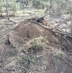 Nasutitermes exitiosus (Snouted termite, Gluegun termite) at Campbell, ACT - 30 May 2024 by AaronClausen