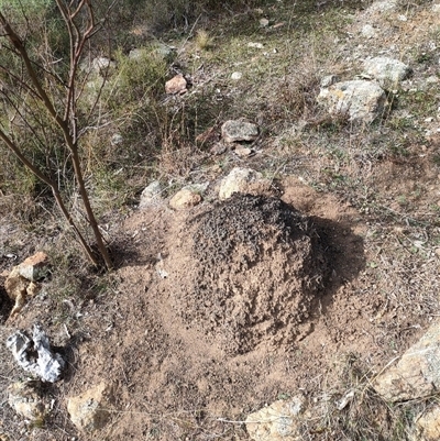 Nasutitermes exitiosus (Snouted termite, Gluegun termite) at Watson, ACT - 30 May 2024 by AaronClausen