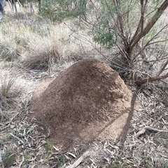 Nasutitermes exitiosus (Snouted termite, Gluegun termite) at Watson, ACT - 30 May 2024 by AaronClausen